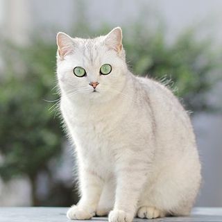 British Shorthair assis en extérieur