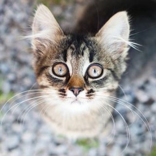 Un chat, assis, regardant fixement l'objectif de l'appareil photo