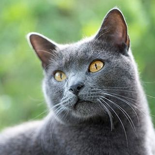 Gros plan sur un Chartreux