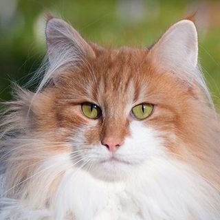 Gros plan sur un chat Norvégien