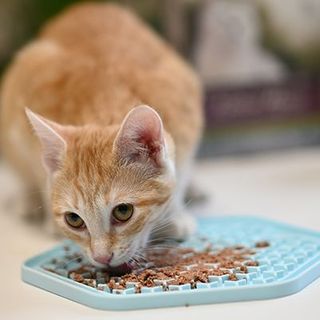 Chat mangeant dans sa gamelle