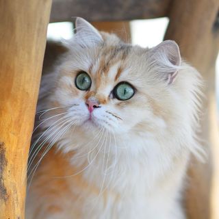 Chat sous une chaise