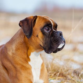 Boxer couché en extérieur