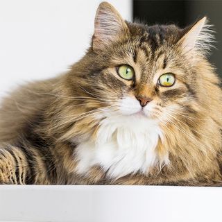 Chat à poils longs couché en intérieur