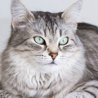 Un chat tigré regardant légèrement vers sa gauche