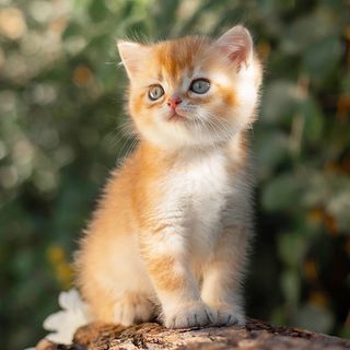 Chaton en extérieur