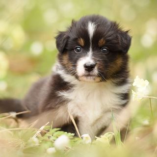 Chiot en extérieur
