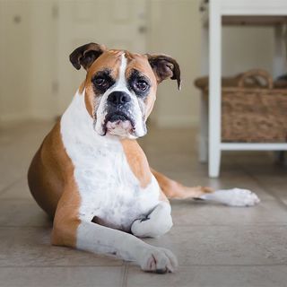 Boxer couché en intérieur