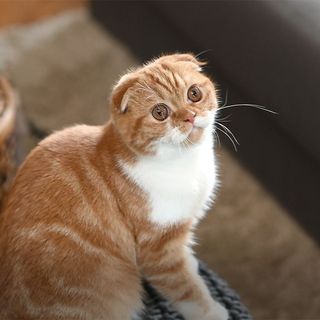 Scottish Fold en intérieur