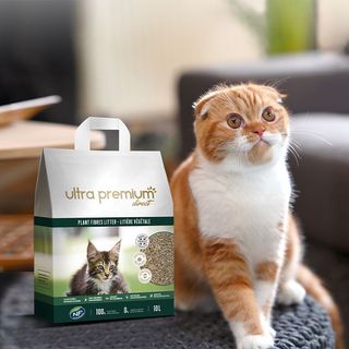 Scottish Fold près du sac de litière végétale Ultra Premium Direct