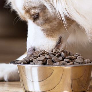 Un chien mangeant des croquettes