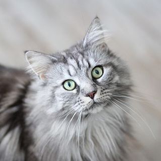 Un chat regarde l'objectif de l'appareil photo