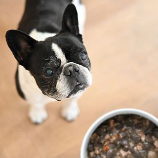 Un Bouledogue devant une gamelle de croquettes garnie de toppers