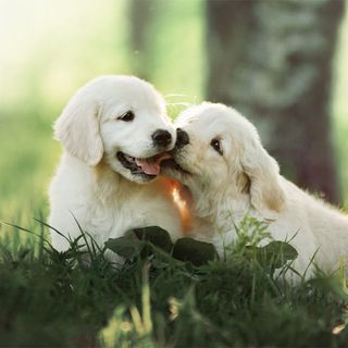 2 petits Golden Retriever