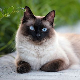 Siamois couché en extérieur