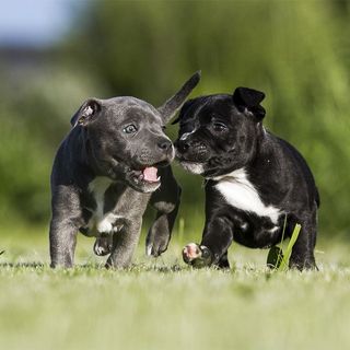 2 chiots Staffie en plein air