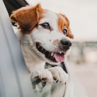 Chien à la fenêtre d'une voiture