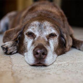 Chien âgé couché sur le sol