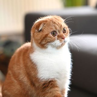 Scottish Fold assis en intérieur