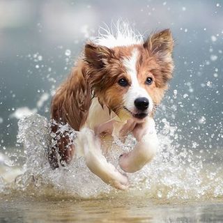un chien court dans l'eau