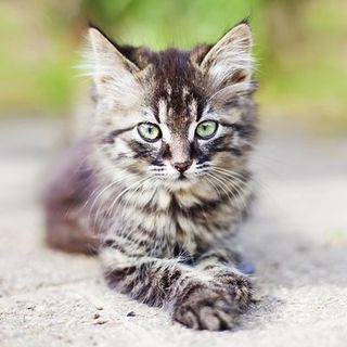 un chaton tigré regarde droit devant lui