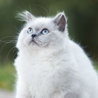 Chat blanc regardant en hauteur en plein air