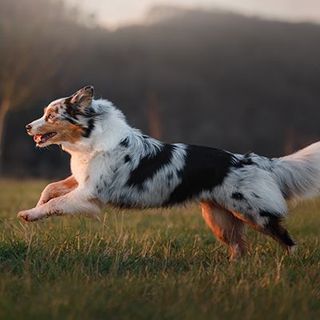 Un chien courant en pleine nature