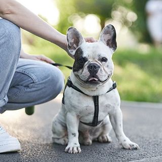Un chien assis à côté de son maître en extérieur