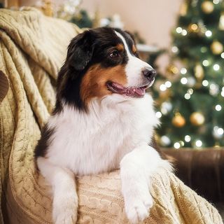 Chien sur un canapé près du sapin