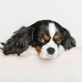 Cavalier King Charles en gros plan