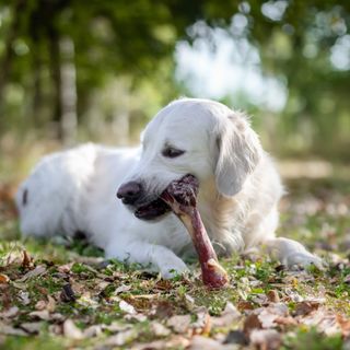 golden retriever blanc avec un os de jambon ultra premium direct dans les bois