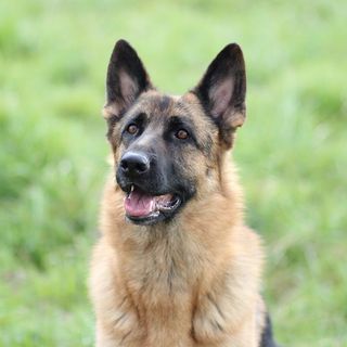 Berger Allemand en pleine nature