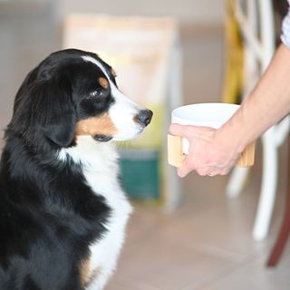 Bouvier bernois regardant sa gamelle