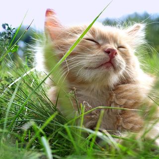 Chaton dans de hautes herbes