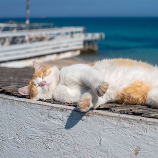 Chat dormant en extérieur