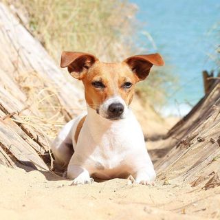 Jack Russel dans le sable