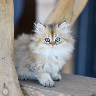 Chaton British Longhair