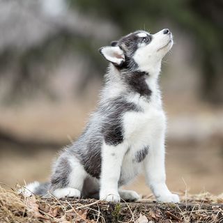 Husky chiot regardant en hauteur
