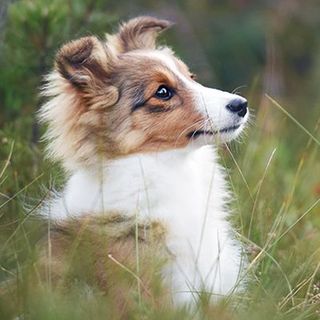 Berger des Shetland en pleine nature