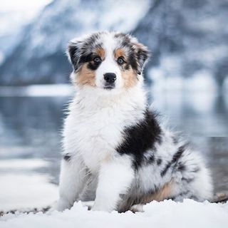 Chien sur de la neige en hiver