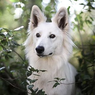 Chien dans la nature