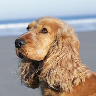 Chien au bord de la mer