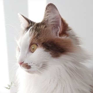 Chat isabelle aux poils longs