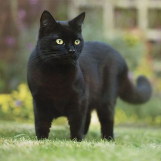 chat noir en extérieur