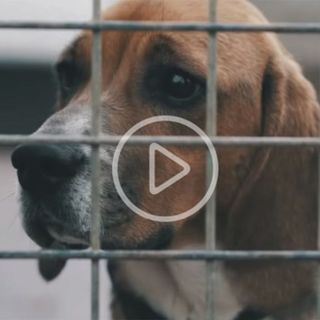 Chien triste dans une cage