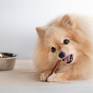 chien mangeant son stick