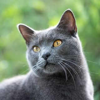 chat gris devant forêt 