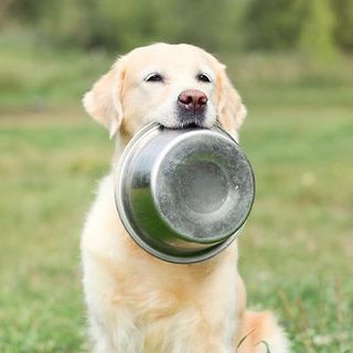 Labrador tenant une gamelle