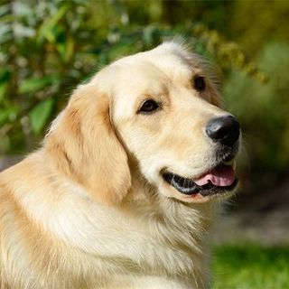 Golden Retriever allongé dans l'herbe
