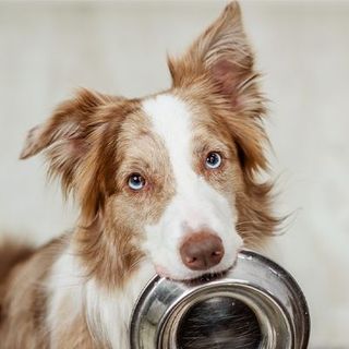 chien avec sa gamelle dans la gueule